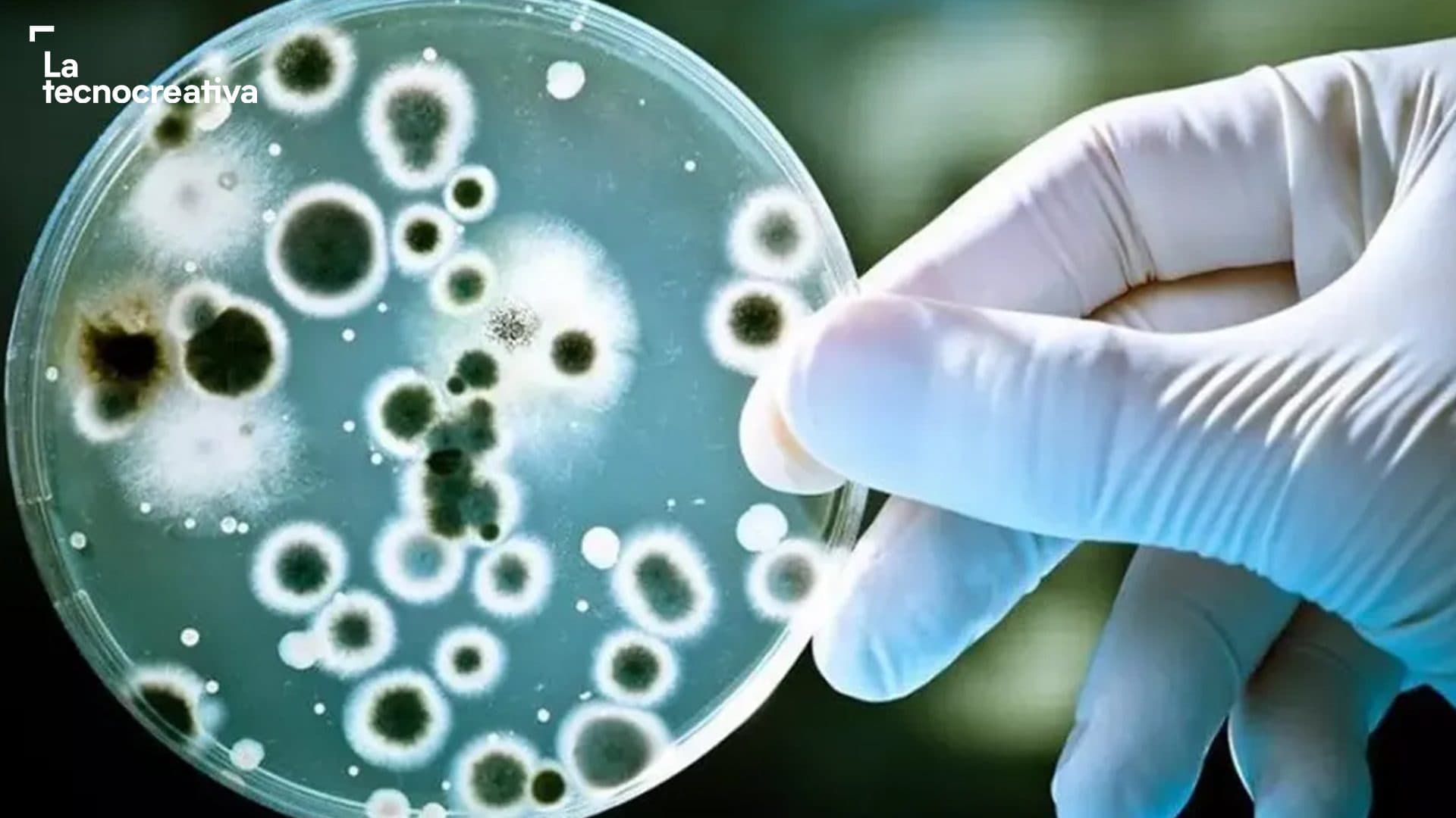 imagen de portada de Bacterias que tiñen: la revolución del color sostenible